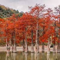 Taxodium distichum,Bald Cypress, Swamp Cypress, Deciduous Cypress, Sabino Tree, Southern Cypress, White Cypress, Tree with fall color, Fall color, Attractive bark Tree, Golden leaves