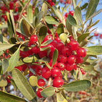 Ilex Verticillata 'Winter Red', Winterberry 'Winter Red', Red berries, evergreen shrub, American winterberry, Aquifoliaceae, Berry, holly, Ilex, winter shrub
