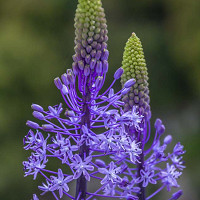 Scilla Bifolia, Alpine Squill, Early Spring Squill, Two-Leaved Squill and Twin Leaf Squill, Spring Bulbs, Spring Flowers