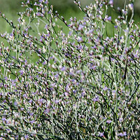 Limonium perezii, Sea Lavender, Statice, Perez's Sea Lavender, Seafoam Statice, Marsh Rosemary, Purple Flowers, Drought tolerant flowers,