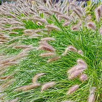 Pennisetum Alopecuroides, Fountain Grass information, Foxtail Grass information, Fountain Grass design ideas, Foxtail Grass design ideas
