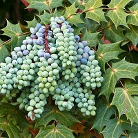 Oregon Grape Holly, Oregon Grape, Hollyleaved Barberry, Tall Oregon Grape, Hollyleaf Barberry