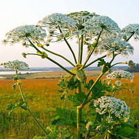 Anthriscus sylvestris,Cow Parsley, Cow Weed, Deil's Meal, Keck, Mock Chervil, Orchard Weed, Queen Anne's Lace,  Wild Caraway,  Wild Chervil, Wild Parsley, White Flowers, perennial plants, long-lasting flowers