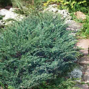 Juniperus communis Verde kriechwacholder Green Carpet 25-30cm 