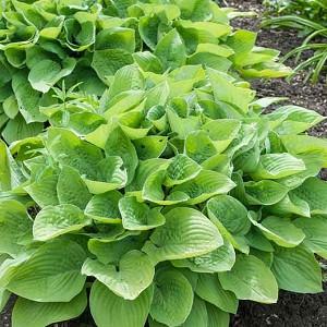 Hosta Plantain Lily Hosta Plantain Lily