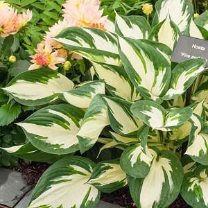 Hosta Fire and Ice, Variegated Plantain lily, Plantain Lily 'Fire and Ice', Shade perennials, Plants for shade