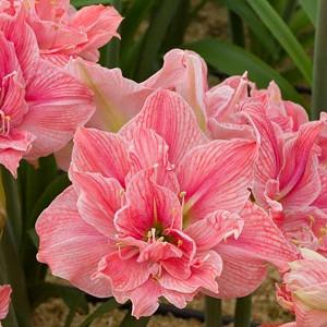 Amaryllis flower bulb MEILENIS ELVAS Hippeastrum Double
