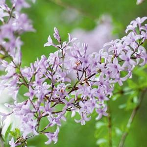 Syringa x laciniata', Cutleaf Lilac, Feathered Persian Lilac, Fragrant Lilac, Purple Flowers, Fragrant Shrub, Fragrant Tree, Purple Lilac