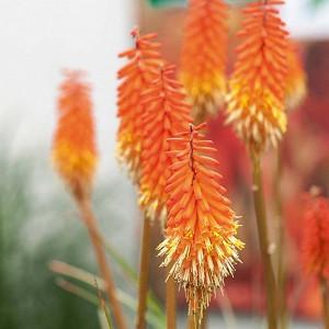 Red hot poker plant for sale nz dollars Red hot poker plant for sale nz dollars