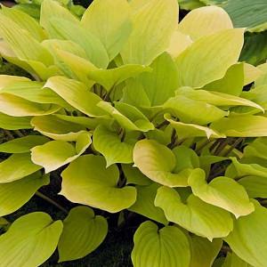 Hosta Plantain Lily Hosta Plantain Lily