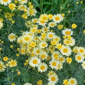 Great Colorful Rose Companion Plants