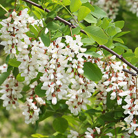Robinia pseudoacacia,Common Robinia, False Acacia, Bastard Acacia, Black Locust, Fragrant White Locust, Locust, Yellow Locust, White flowers, Fragrant flowers, Fragrant tree