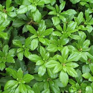 Pachysandra Terminalis Japanese Spurge