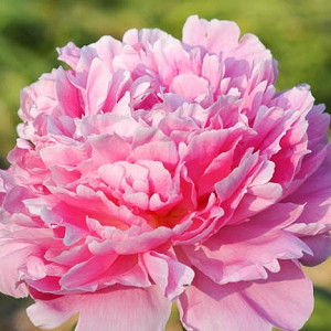 Paeonia Lactiflora 'Pink Parfait', Peony 'Pink Parfait', 'Pink Parfait' Peony, Pink Flowers, Pink Peonies, Fragrant Peonies