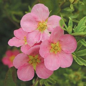 Potentilla Flamenco Cinquefoil
