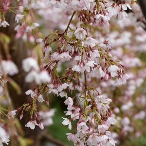 Artificial Cherry Blossom Tree Artificial Cherry Blossom Tree Artificial Plants Indoor Artificial Plants