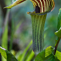Arisaema Candidissimum, White-Spathed Jack In The Pulpit, Chinese Jack In The Pulpit, Chinese Cobra Lily, Pink Cobra Lily, Spring Flower bulb, Summer Flower bulb, Pink Flowers, White Flowers