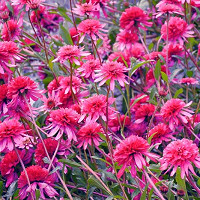 Echinacea 'Southern Belle', Coneflower 'Southern Belle', Pink coneflower, Pink coneflowers, Pink Echinacea, Coneflower, Coneflowers