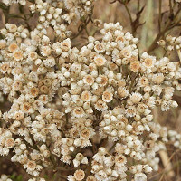 Anaphalis Margaritacea, Pearly Everlasting, wild flower, white flowers