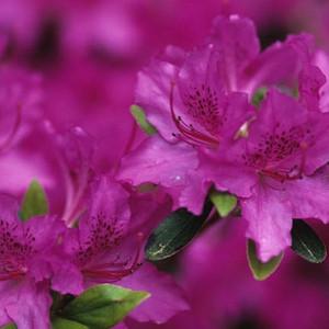 Rhododendron 'Karens',Rhododendron 'April Rose', 'Karens' Rhododendron, Rhododendron 'Karen', 'Karen' Rhododendron, 'Karen' Azalea, Early Midseason Azalea, Evergreen Azalea, Purple Azalea, Purple Rhododendron, Purple Flowering Shrub, Evergreen Rhododendron, Purple Azalea, Purple Rhododendron, Purple Flowering Shrub