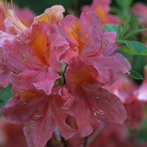 Rhododendron 'Mount Saint Helens','Mount Saint Helens' Rhododendron, 'Mount Saint Helens' Azalea, Late Midseason Azalea, Deciduous Azalea, Pink Azalea, Pink Rhododendron, Pink Flowering Shrub