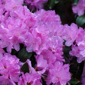 Rhododendron 'PJM Elite', 'PJM Elite' Rhododendron, PJM Group, Early Midseason Rhododendron, Evergreen Rhododendron, Purple Rhododendron, Purple Flowering Shrub