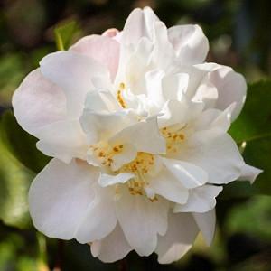 Camellia 'Scentuous', 'Scentuous' Camellia, Winter Blooming Camellias, Spring Blooming Camellias, Fragrant Camellias, Mid to Late Season Camellias, White flowers, White Camellias