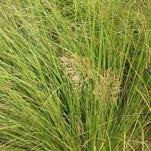 Great Ornamental Grasses For Your Winter Garden