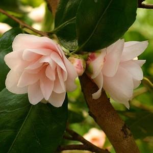 Camellia 'Spring Mist', 'Spring Mist' Camellia, Winter Blooming Camellias, Spring Blooming Camellias, Fragrant Camellias, Early to Mid Season Camellias, Pink flowers, Pink Camellias
