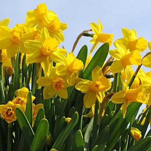 Narcissus Tete a Tete, Daffodil 'Tete a Tete', Cyclamineus Daffodil 'Tete a Tete', Miniature Daffodil, Spring Bulbs, Spring Flowers, Miniature narcissus, Early-season Daffodil, Early Spring Daffodil, Early Spring Narcissus, Yellow Narcissus, Yellow Daffodil