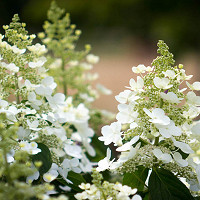 Hydrangea Paniculata 'Tardiva', Hydrangea 'Tardiva', Tardiva Hydrangea, White Flowers, White Hydrangea