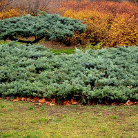 Juniperus communis 'Repanda', Common Juniper 'Repanda', Juniper 'Repanda', Evergreen Shrub, Evergreen Tree