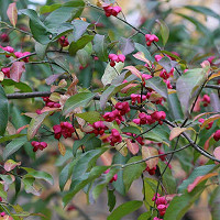 Euonymus Atropurpureus, Eastern Wahoo, Burning Bush, shrubs, fall color, shrub with berries, red leaves