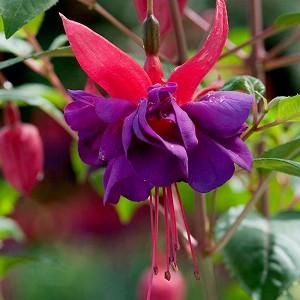 Fuchsia Wicked Queen, Hardy Fuchsia 'Wicked Queen', Wicked Queen Fuchsia, Flowering Shrub, Red Flowers, Purple Flowers