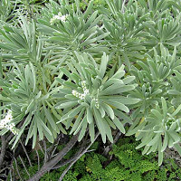 Heliotropium arborescens,Heliotrope, evergreen perennial, Blue flowers, Fragrant perennial, Fragrant Annual