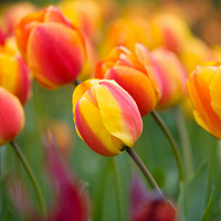 Tulipa 'Apeldoorn's Elite', Tulip 'Apeldoorn's Elite', Darwin Hybrid Tulip 'Apeldoorn's Elite', Darwin Hybrid Tulips, Spring Bulbs, Spring Flowers, Pink Tulip, Orange Tulip, Bi-color Tulip