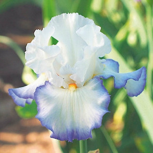 Iris 'Queen's Circle', Tall Bearded Iris 'Queen's Circle', Iris Germanica 'Queen's Circle', Late Midseason Irises, Bicolor irises, Award Irises, Blue Irises, White Irises