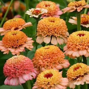 Zinnia Elegans Common Zinnia