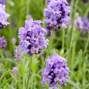 Lavender Thumbelina Leigh, lavandula angustifolia Thumbelina Leigh, Purple flowers, Drought tolerant plant, Summer blooms, fragrant plants