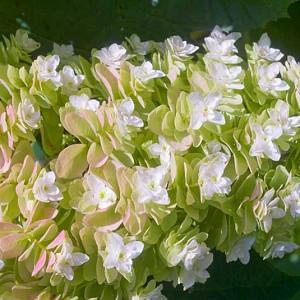 Hydrangea Quercifolia 'Snowflake',Oakleaf Hydrangea 'Snowflake', Hydrangea Quercifolia 'Brido', Hydrangea Quercifolia 'Flore Pleno', Hydrangea Quercifolia 'Snow Flake', white flowers, white hydrangea