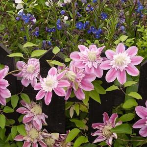 Clematis 'Josephine', Large-Flowered Clematis 'Josephine', Clematis 'Evijohill', group 2 clematis, Double clematis, pink Clematis, Clematis Vine, Clematis Plant, Flower Vines, Clematis Flower, Clematis Pruning,