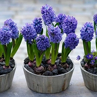 Hyacinth Delft Blue, Hyacinth 'Delft Blue', Dutch Hyacinth, Hyacinthus Orientalis, Common Hyacinth, Spring Bulbs, Spring Flowers, blue hyacinth, blue flower