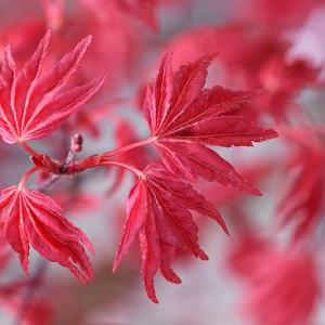 Acer palmatum 'Beni-Maiko', Japanese Maple Beni-Maiko, Tree with fall color, Fall color, Attractive bark Tree, red leaves, Red Acer, Red Japanese Maple, Red Maple