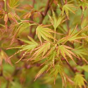Acer palmatum 'Crippsii', Japanese Maple Crippsii, Tree with fall color, Fall color, Attractive bark Tree, Orange leaves, Orange Acer, Orange Japanese Maple, Orange Maple