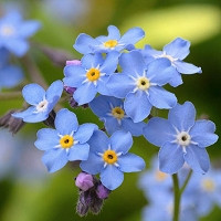 Wood Forget-Me-Not, Garden Forget-Me-Not, Forget-Me-Not, Blue Ground Cover, Shade plants, Shade perennial
