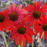 Coneflower Tomato Soup, Echinacea Tomato Soup, Red coneflowers, Red echinacea