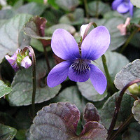 Viola Sororia, Common Blue Violet, Missouri Violet, Hooded Blue Violet, Florida Violet, Meadow Violet, Shade plants, shade perennial, violet flowers, plants for shade