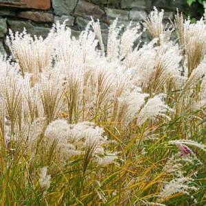 Miscanthus Sinensis Chinese Silver Grass Miscanthus Sinensis Chinese Silver Grass