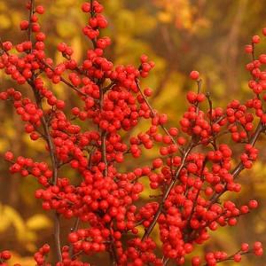 Ilex Verticillata 'Berry Heavy', Winterberry 'Berry Heavy', red berries, evergreen shrub, American winterberry, Aquifoliaceae, Berry, holly, Ilex, winter shrub