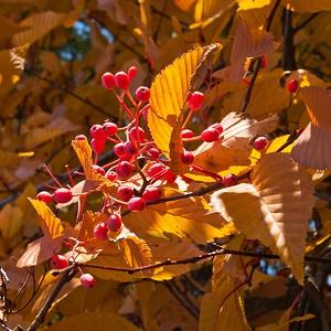 Sorbus alnifolia, Korean Mountain Ash, Small Tree, Shrub, Red fruit, Red berries, Winter fruits, Fall Foliage